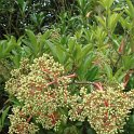 Viburnum odoratissimum fleur